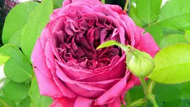 DSCN3027.webp