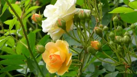 DSCN3023.webp