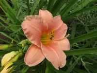005.webp