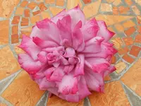 028 03.06,12.webp