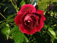 004 27.05,12.webp