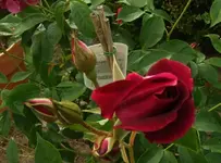 007 27.05,12.webp