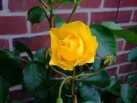 074 03.06,12.webp