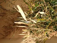 Foto (6).webp