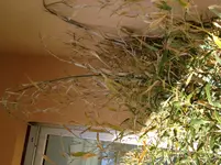 Foto (5).webp