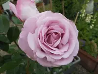 k-DSCN0005.webp