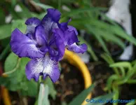 Artic Francy.webp
