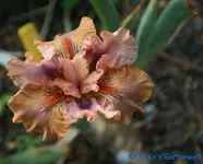 intermedia Let's Elope.webp