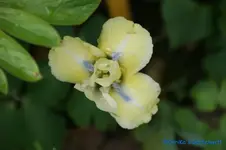 nana Sahra Taylor.webp