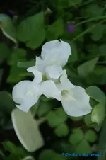 nana weiß.webp