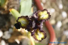 nana Ruby Eruption.webp