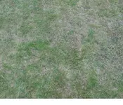 Rasen.webp