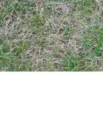 Rasen1.webp