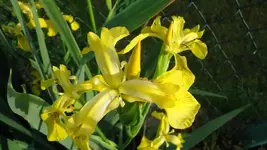 DSC01420.webp