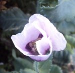 DSC02836 - 2012-06-06 - schlafmohn.JPG