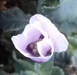 DSC02836 - 2012-06-06 - schlafmohn.webp
