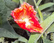 DSC02838 - 2012-06-06 - mohn.webp