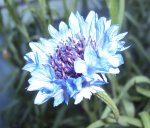 DSC02842 - 2012-06-0 - kornblume blau.JPG