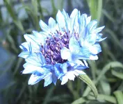 DSC02842 - 2012-06-0 - kornblume blau.webp
