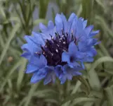 DSC02844 - 2012-06-06 - kornblume blau ohne blitz.webp