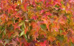 Copy of IMG_1180v.webp