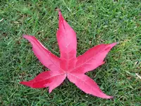 Copy of IMG_1199v.webp