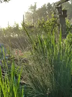 Perlenketten der Natur.webp
