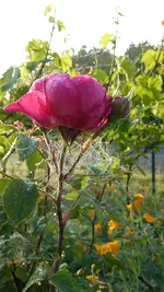 Rose.webp