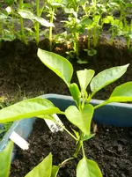 P1060201.webp