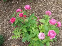2012_0606juni120008.webp