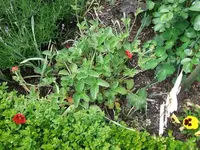 2012_0606juni120012.webp