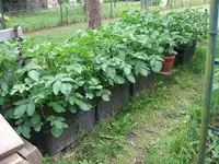 2012_0606juni120024.webp