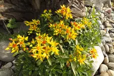 2012_0607Frühling0008.webp