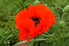 2012_0607Frühling0015.webp