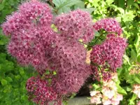 027.webp