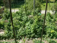 Himbeeren.webp
