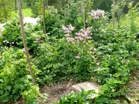 Himbeeren.webp
