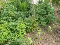 Himbeeren1.webp