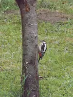 buntspecht.webp