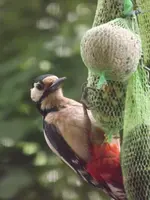 buntspecht (2).webp