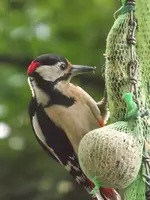 buntspecht (3).webp