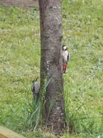 buntspecht mit jungvogel.webp