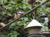 buntspecht mit jungvogel (2).webp