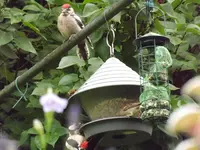 buntspecht mit jungvogel (3).webp