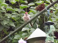 buntspecht mit jungvogel (4).webp