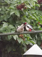 buntspecht mit jungvogel (5).webp