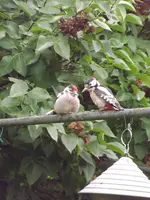buntspecht mit jungvogel (6).webp