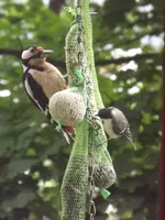 buntspecht und junge meise.webp