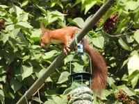 eichhörnchen bedient sich am vogelfutter.webp
