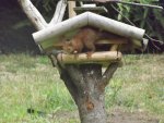 eichhörnchen bedient sich am vogelfutter (2).jpg